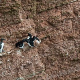 Helgoland-2016_20160422_009