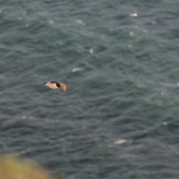Helgoland-2016_20160419_022