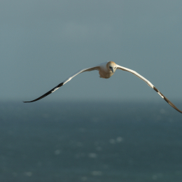 Helgoland-2016_20160419_016