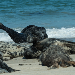 Helgoland-2016_20160421_013