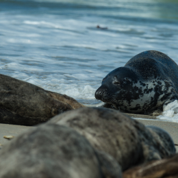 Helgoland-2016_20160421_011