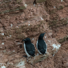 Helgoland-2016_20160422_013
