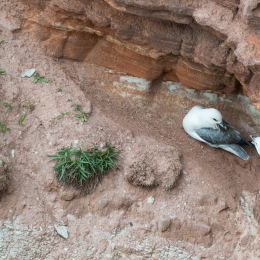 Helgoland-2016_20160420_008