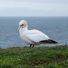 Helgoland-2016_20160418_017