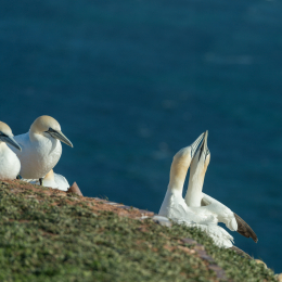 Helgoland-2016_20160419_013