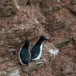 Helgoland-2016_20160422_014