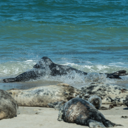 Helgoland-2016_20160421_016
