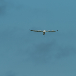 Helgoland-2016_20160421_002