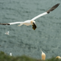 Helgoland-2016_20160422_007