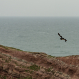 Helgoland-2016_20160418_006