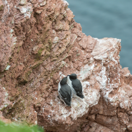 Helgoland-2016_20160418_021
