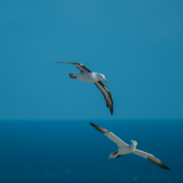 Helgoland-2016_20160417_044