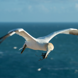 Helgoland-2016_20160417_046