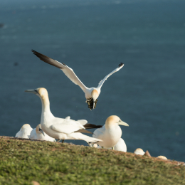Helgoland-2016_20160419_015