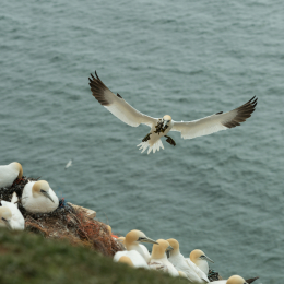 Helgoland-2016_20160422_008