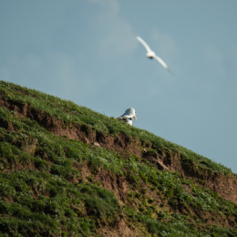 Helgoland-2016_20160417_035