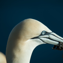Helgoland-2016_20160417_047