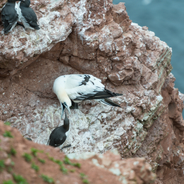 Helgoland-2016_20160418_022