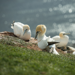 Helgoland-2016_20160420_020