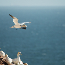 Helgoland-2016_20160417_039