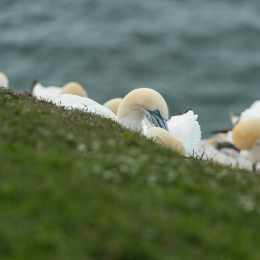Helgoland-2016_20160422_004