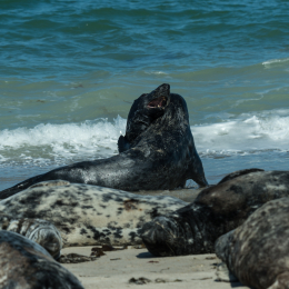 Helgoland-2016_20160421_014