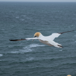Helgoland-2016_20160418_013