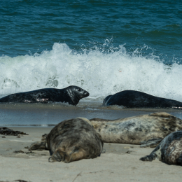 Helgoland-2016_20160421_017