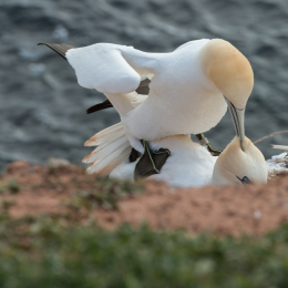 Helgoland-2016_20160419_010