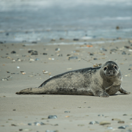 Helgoland-2016_20160417_015