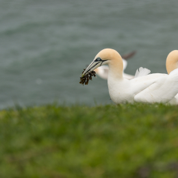 Helgoland-2016_20160418_010