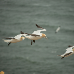 Helgoland-2016_20160416_007