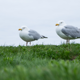 Helgoland-2016_20160418_018