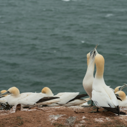 Helgoland-2016_20160418_003