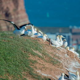 Helgoland-2016_20160417_040