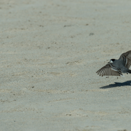 Helgoland-2016_20160421_020