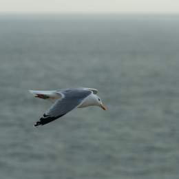 Helgoland-2016_20160419_020