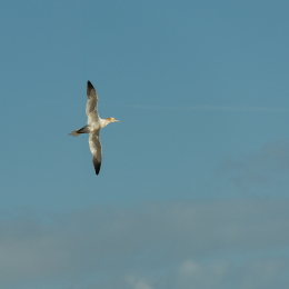Helgoland-2016_20160419_014