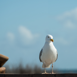 Helgoland-2016_20160417_028