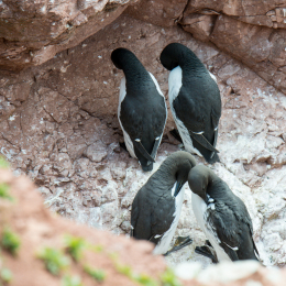Helgoland-2016_20160420_013