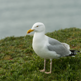 Helgoland-2016_20160422_002