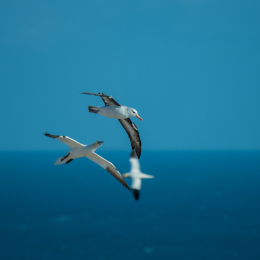 Helgoland-2016_20160417_045