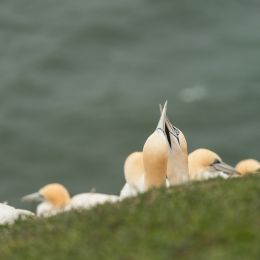 Helgoland-2016_20160418_008