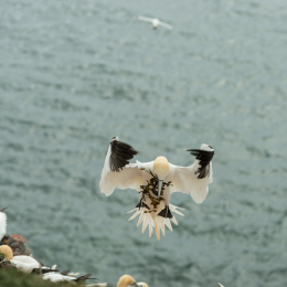 Helgoland-2016_20160422_005