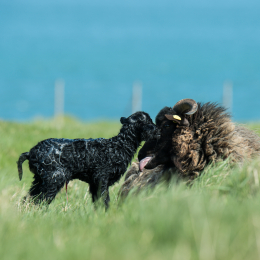 Helgoland-2016_20160420_016