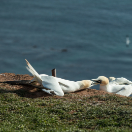 Helgoland-2016_20160420_021