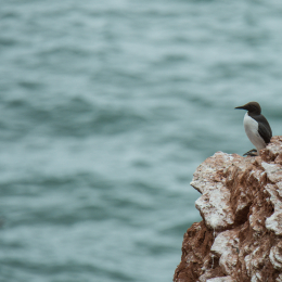 Helgoland-2016_20160420_004