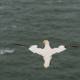 Helgoland-2016_20160418_001