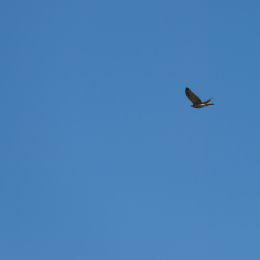 Helgoland-2016_20160421_018