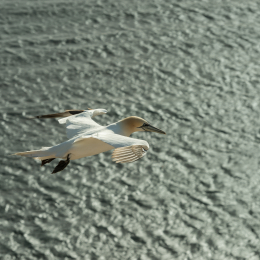 Helgoland-2016_20160419_011